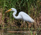 2016 06 11 WildLife MPLS 149